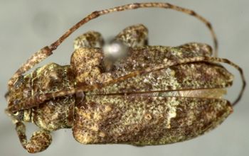 Media type: image;   Entomology 23763 Aspect: habitus dorsal view